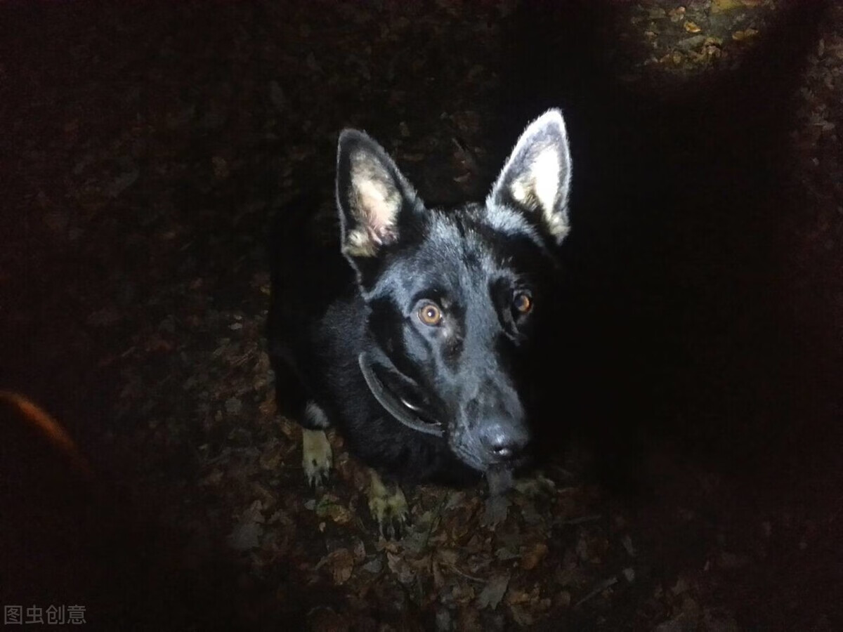 黑狗在风水上有啥讲究(家里有黑狗好不好呢)