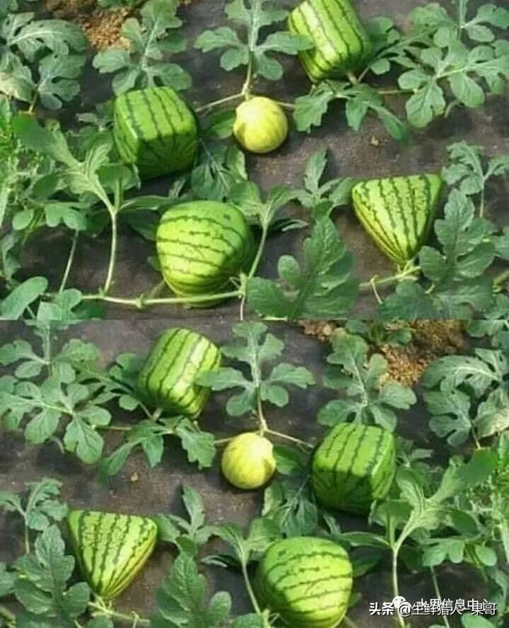 果(果蓏)