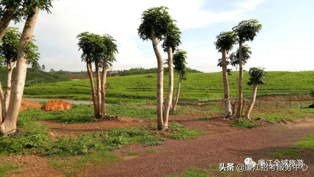 廉江市风水宝地(廉江附近的风水宝地)