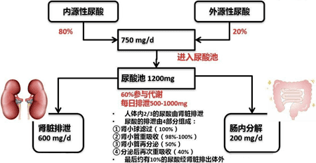成人尿酸正常值范围是多少(正常尿酸值的标准范围是多少)