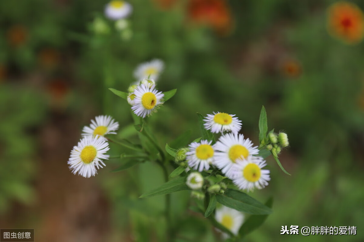 曾经沧海难为水，繁华落尽成悲凉；知足者常乐，随缘者自在