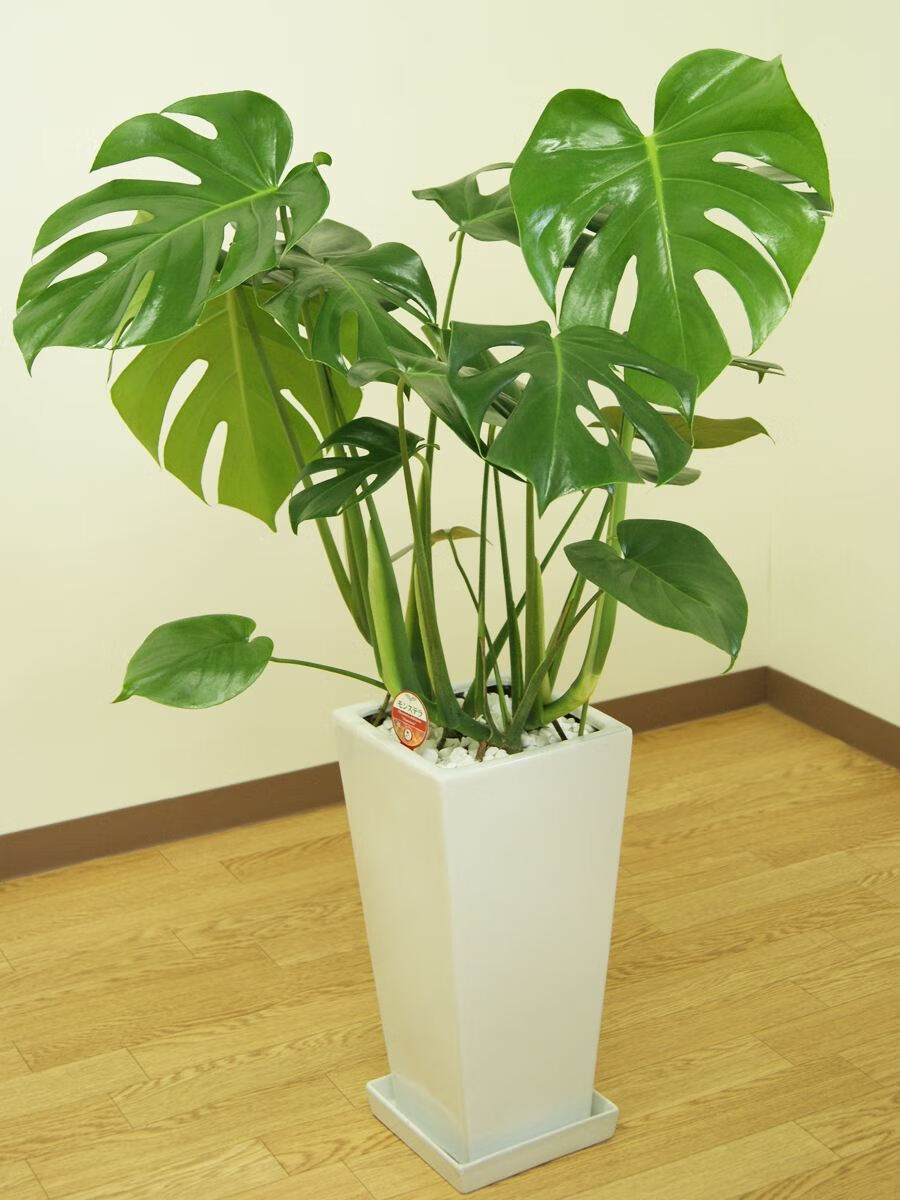天堂鸟盆栽风水天堂鸟植物寓意
