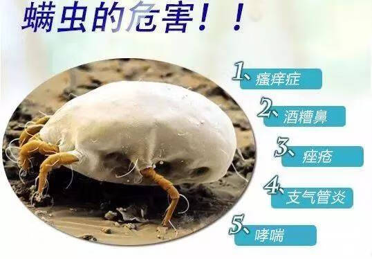 螨虫感染(螨虫图片)