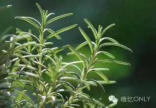 迷迭香茶怎么制作(迷迭香的味道好闻吗)