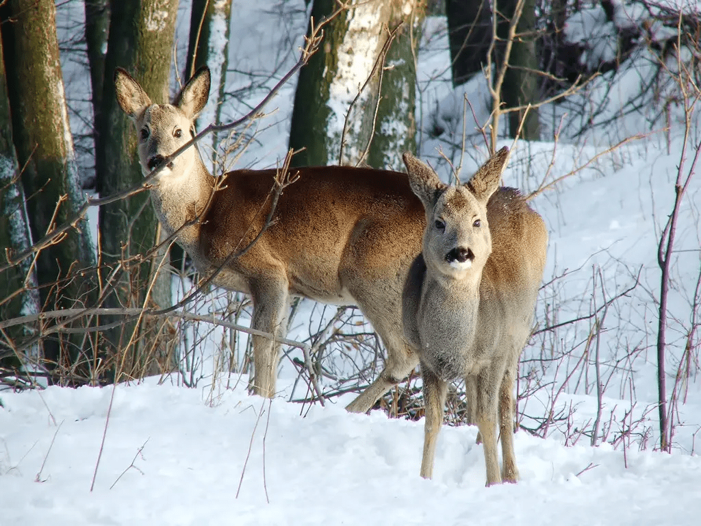 雪灵兽(雪顶妖兽)