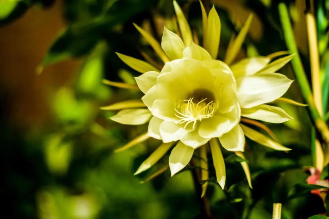 什么花在什么时候开,怎么开(什么花什么时候开花)