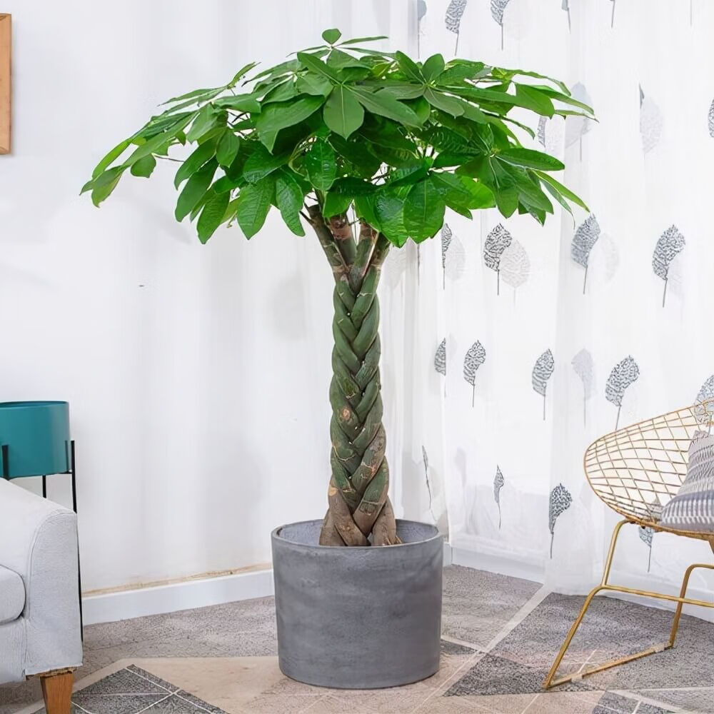 发财树摆几盆好风水发财树一盆种几棵