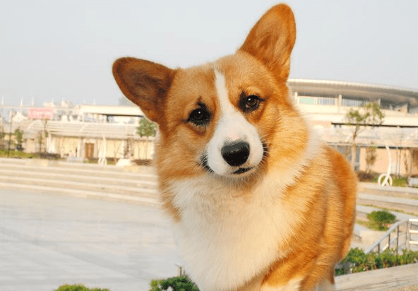 金钱尾土狗风水说法(黑白花土狗风水)