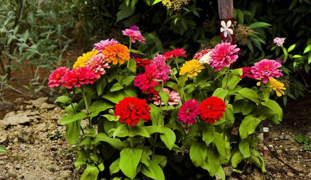 百日菊花语:步步高升想念远方朋友,天长地久.