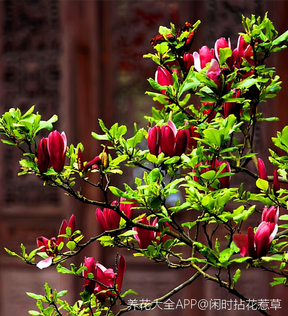 玉兰花图案寓意和风水(玉兰花的寓意和象征风水)