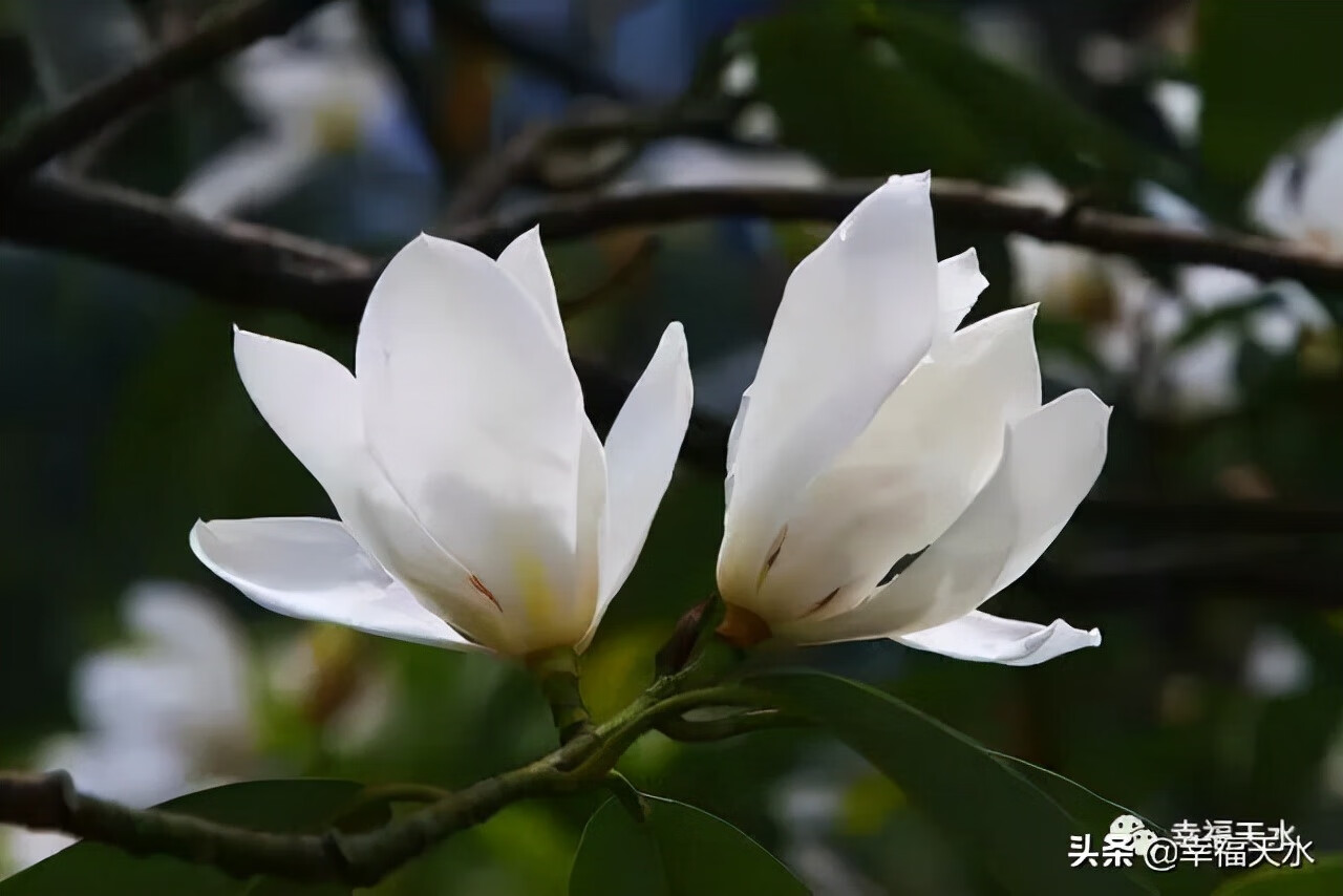 玉兰花图案寓意和风水(玉兰花的寓意和象征风水)