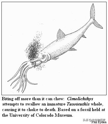 史前巨型鱿鱼(巨型鱿鱼有多大)