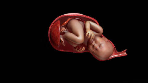 婴儿胎盘(婴儿几个月可以竖着抱了)