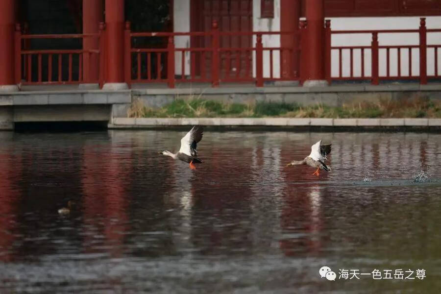 什么的水暖鸭先知(为什么春江水暖鸭先知)