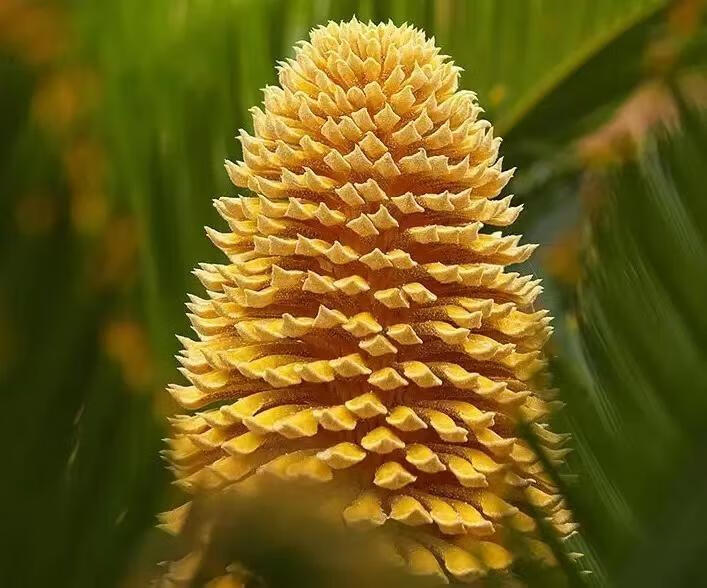 铁树花图片(铁树花多少钱一斤)
