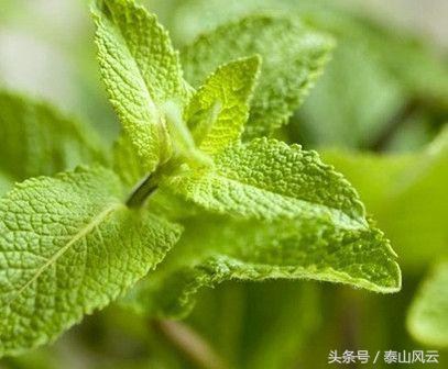 薄荷叶的功效与作用点(新鲜薄荷叶的功效与作用)