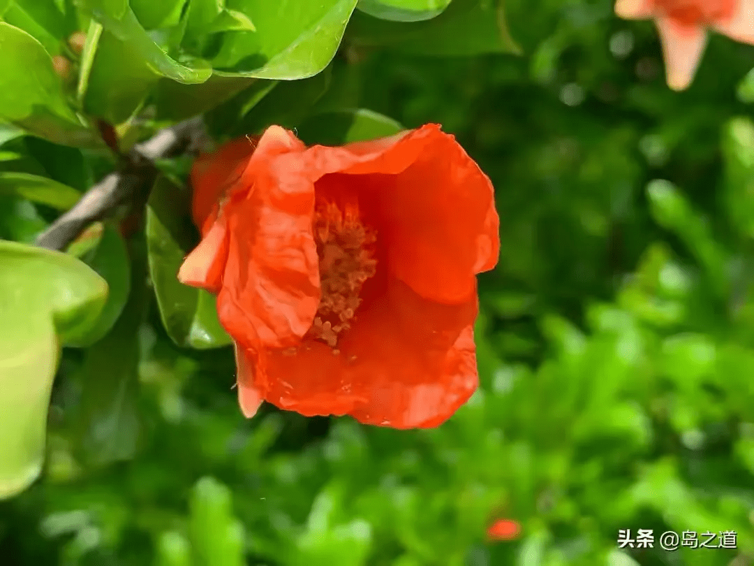 碧桃樹風水作用(桃樹風水起什麼作用)