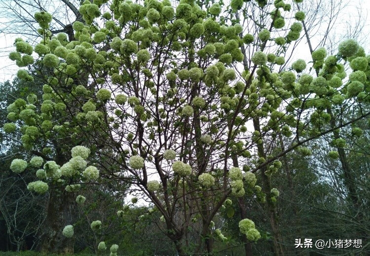 绣球花有毒吗?(绣球花的毒性大不大)
