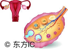 卵巢的保养总结(卵巢怎样保养)