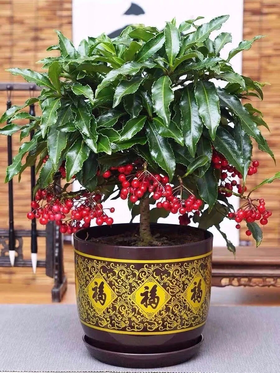 黄金果实(大金果)
