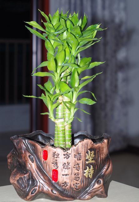 而富贵竹除了可以为卧室带有生气之外,它还具有旺财运的作用.