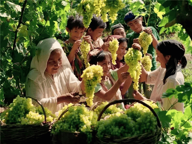 中国种植葡萄始于什么地方(中国种植葡萄起源于)