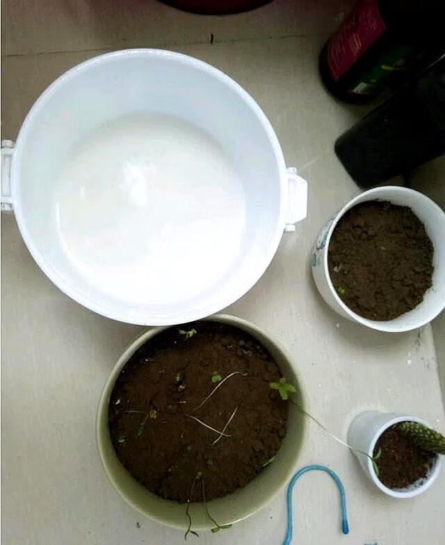 过期牛奶可以浇花么(没喝完的牛奶可以浇什么花)