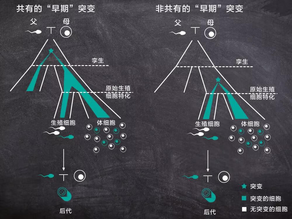 同卵双胞胎怎么形成(同卵双胞胎是怎么形成的)