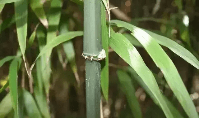 风水挡煞用什么竹子好(竹子太高可以剪了风水影响吗)