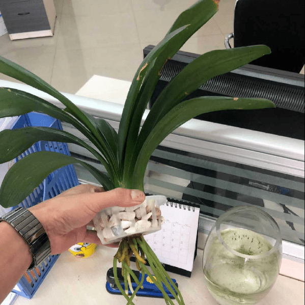 可以在水里养的花(水里面什么最好养)