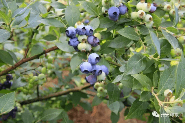 蓝莓 风水(草莓风水上有啥寓意)