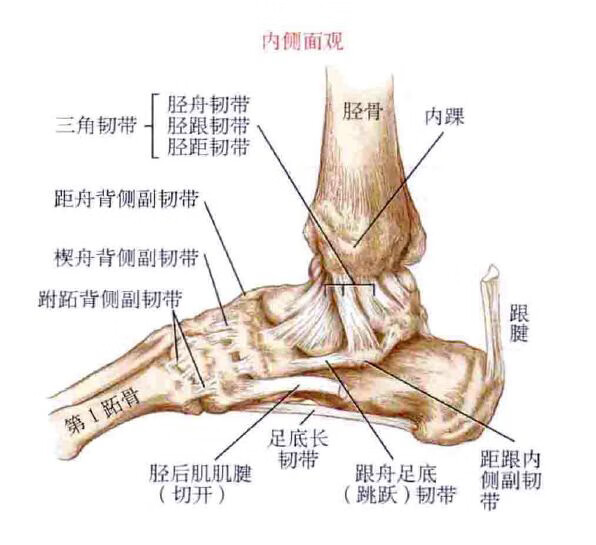 脚踝骨有两个(脚踝骨下面长出来一个骨头)