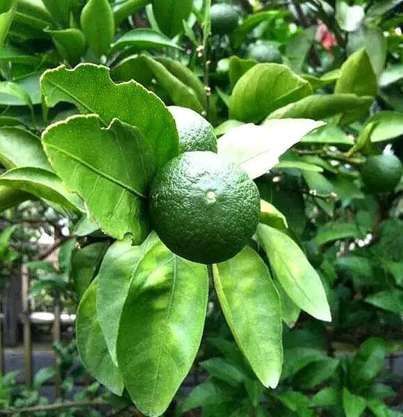 院子里种橘子树风水好吗(家里种橘子树风水好吗)