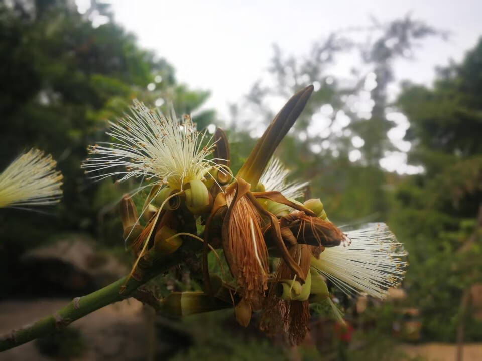 龟纹木棉的花(龟纹木棉)