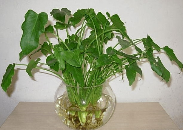 水生植物怎么养好看
