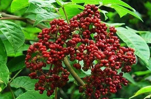 中药古今研究：吴茱萸