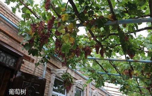 院子里葡萄树种在哪里风水好(院里种葡萄树对风水好不)