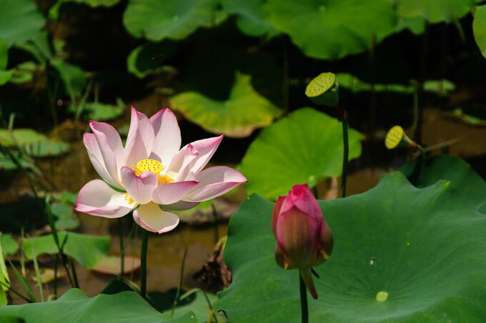 广西百色靖西风水宝地(广西风水宝地大全)