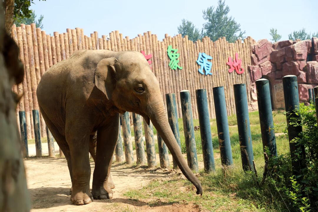 濟南野生動物世界兒童票:180元門票:280元來體驗一場穿越時空之旅吧