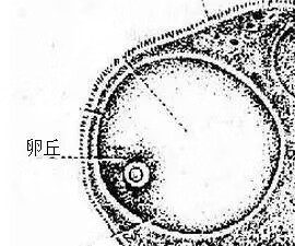 正常卵泡大小是多少x多少mm(卵泡大小正常范围)