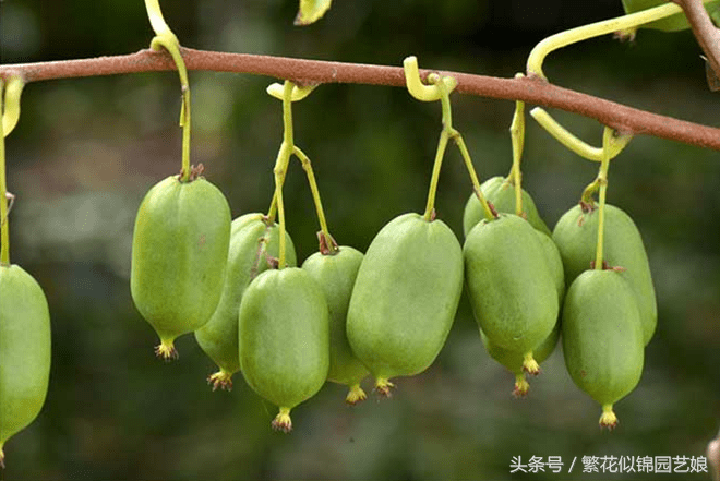 软枣子掉果是什么原因(软枣又叫什么名字)