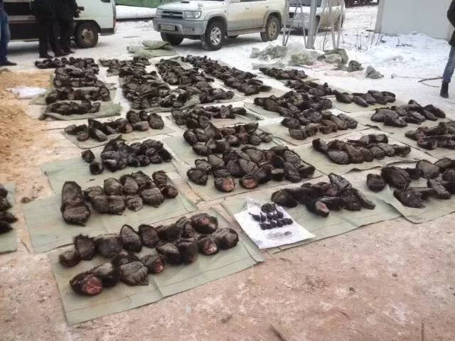 熊掌的价钱(熊掌的价格是多少)