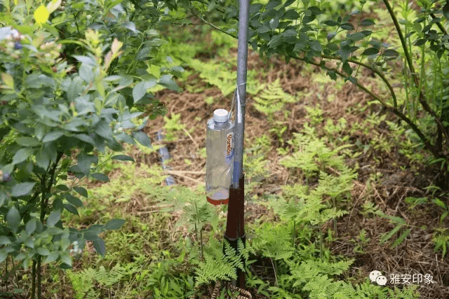 蓝莓 风水(草莓风水上有啥寓意)