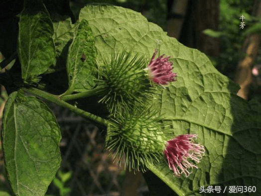 什么叫牛蒡