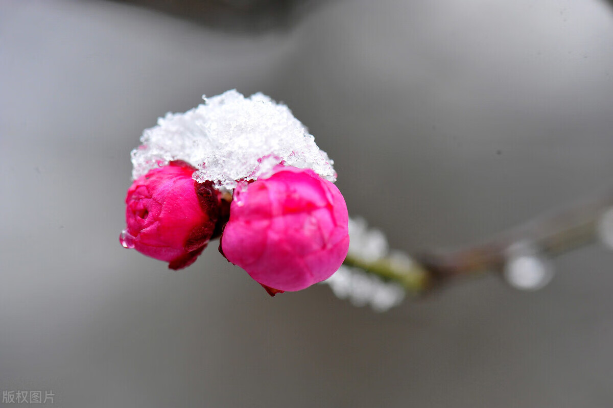 什麼叫梅花骨(梅花骨是哪個部位圖解)