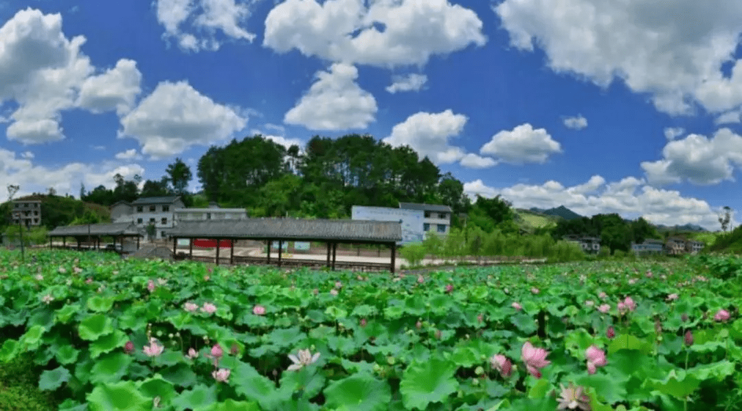 六陳鎮出水蓮花風水(那出水的蓮花)