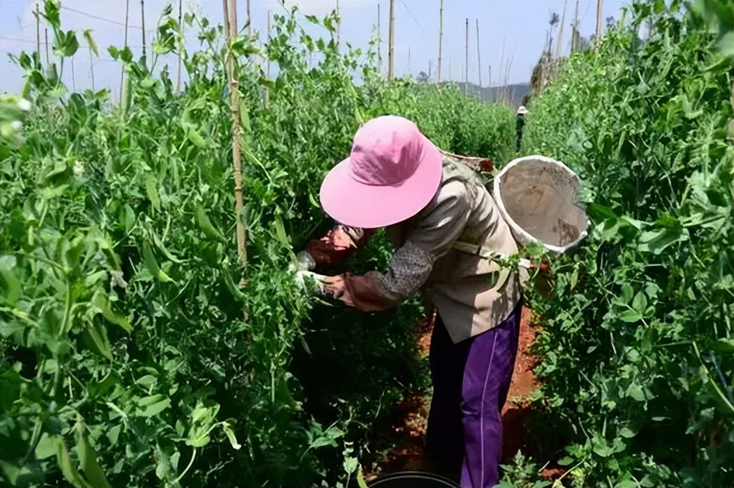 豌豆怎么吃最好吃(豌豆怎么炒才好吃)