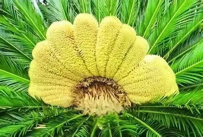 铁树花图片(铁树花多少钱一斤)