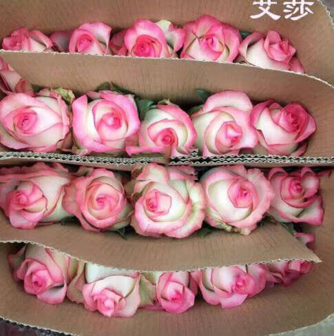 野玫瑰花粉颜色(野山花粉的功效与作用)