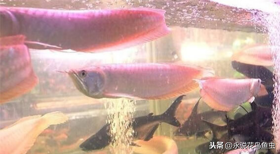 银龙鱼吃什么最好(银龙鱼喜欢吃什么食物)